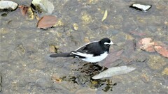 Motacilla grandis