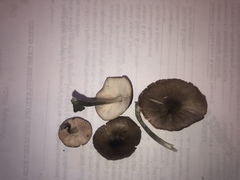 Pluteus americanus