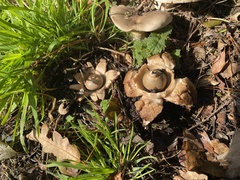 Geastrum triplex