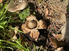 Geastrum triplex