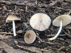 Pluteus americanus
