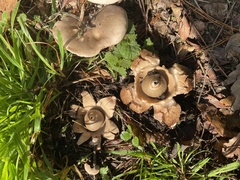 Geastrum triplex