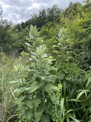 Senecio panduriformis