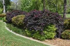 Loropetalum chinense