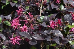 Loropetalum chinense