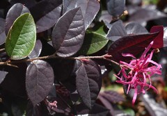 Loropetalum chinense