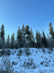 Pinus sibirica