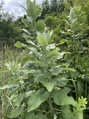 Senecio panduriformis
