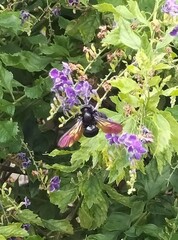 Xylocopa tranquebarorum