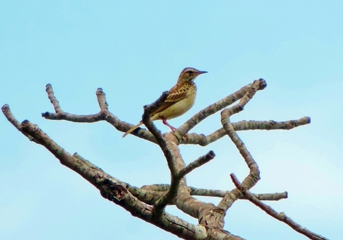 Wood Pipit (Anthus nyassae), photo 5