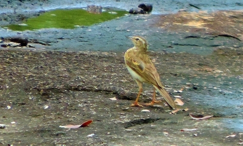 Wood Pipit (Anthus nyassae), photo 10