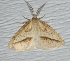 Lychnosea intermicata