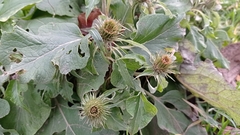 Arctium × nothum