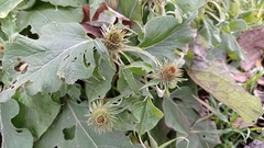Arctium × nothum