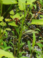 Neurothemis fluctuans