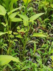 Neurothemis fluctuans