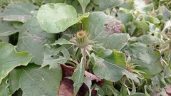 Arctium × nothum