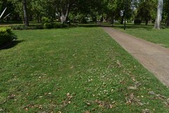 Trifolium repens repens