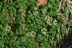 Trifolium repens repens