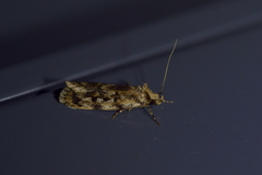 Barea exarcha
