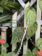 Argiope appensa