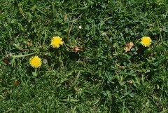 Taraxacum officinale