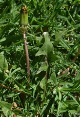 Taraxacum officinale