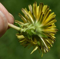Taraxacum officinale