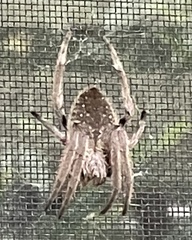 Hortophora
