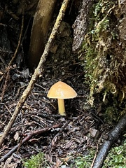Pluteus leoninus