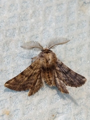 Apochima flabellaria