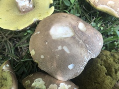 Boletus variipes