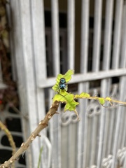 Chrysomya megacephala