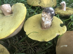 Boletus variipes