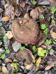 Xerocomellus dryophilus