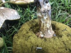 Boletus variipes