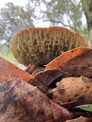 Xerocomellus dryophilus