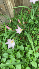 Zephyranthes