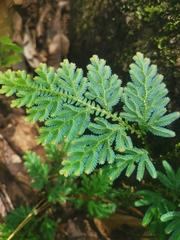 Selaginella willdenowii