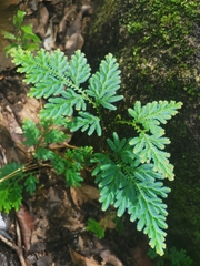 Selaginella willdenowii