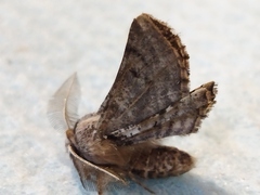 Apochima flabellaria