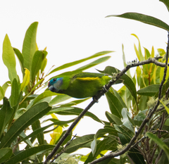 Cyclopsitta diophthalma