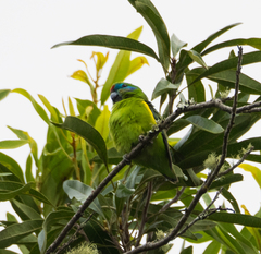Cyclopsitta diophthalma