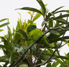 Cyclopsitta diophthalma