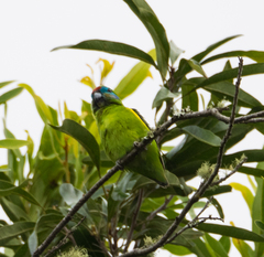 Cyclopsitta diophthalma