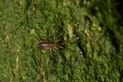 Hemiandrus