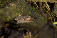 Cryptaspasma querula