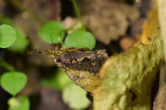 Cryptaspasma querula