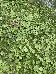 Hydrocotyle sibthorpioides