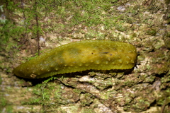 Athoracophorus papillatus